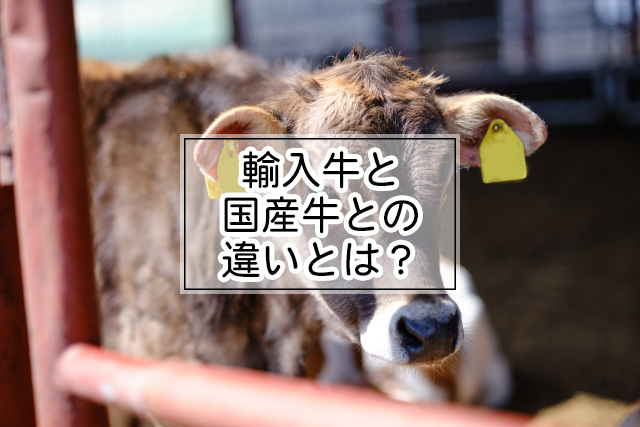 輸入牛と国産牛の違いについて解説