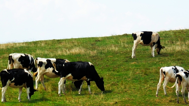 牧草地で育つブランド牛