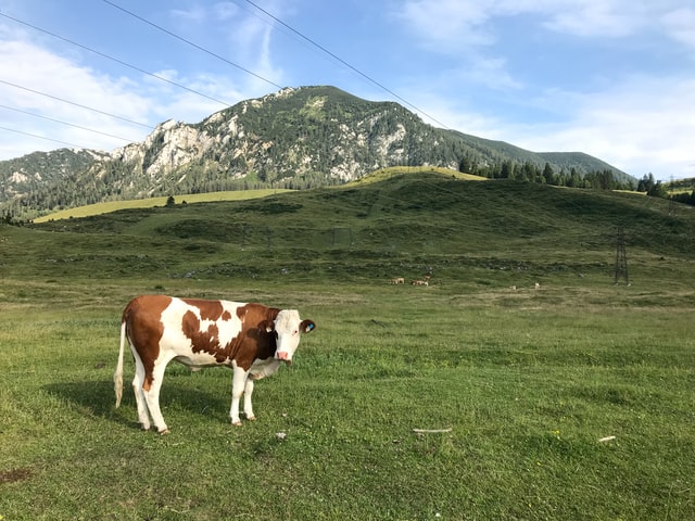 広大な土地で肥育される牛
