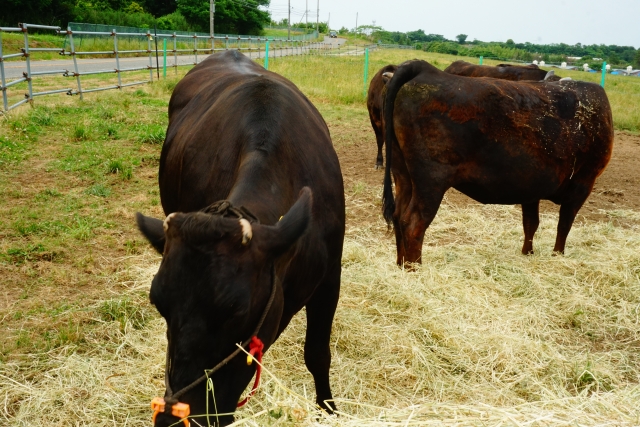 様々なエサ・飼育法で育つブランド牛