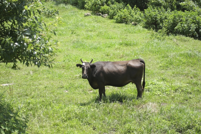 大自然で育つ島根ブランド牛
