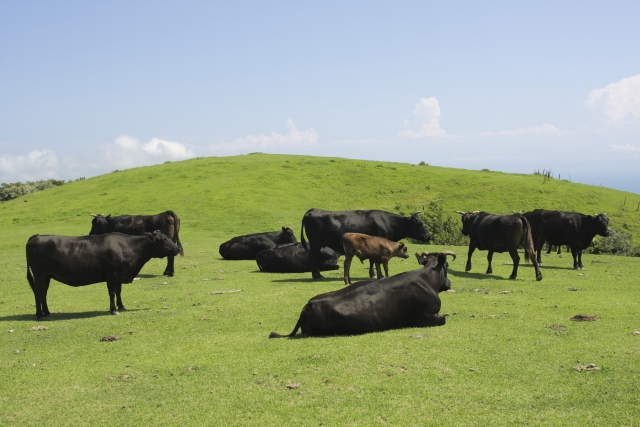 広大な牧草地でくつろぐ牛たち