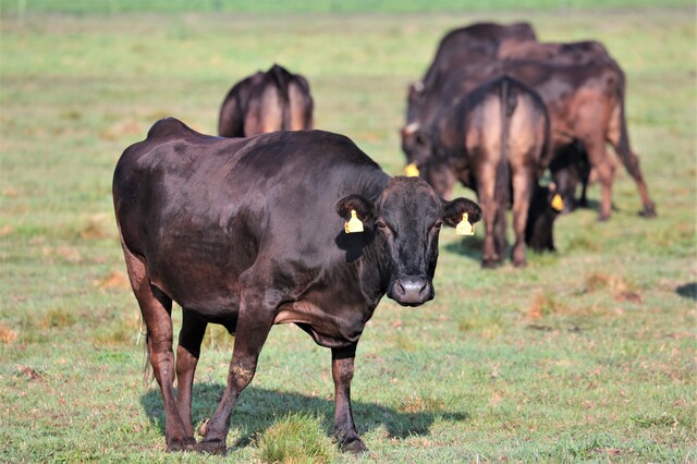 広大な土地で肥育されるブランド牛